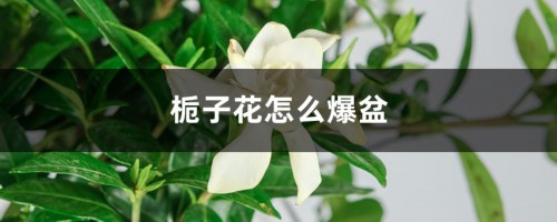 栀子花怎么爆盆