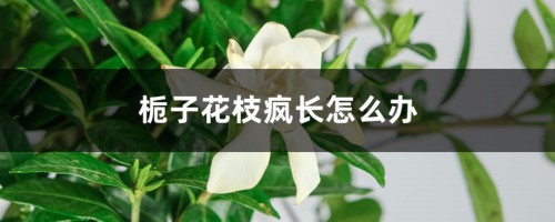 栀子花枝疯长别不管，咔嚓几刀下去，开花更旺盛！