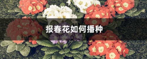 报春花如何播种