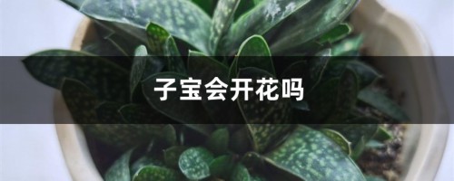 子宝会开花吗